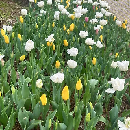Kurucesme Kamp alanı İstanbul